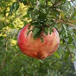 Podere La Fornace Фермерский дом